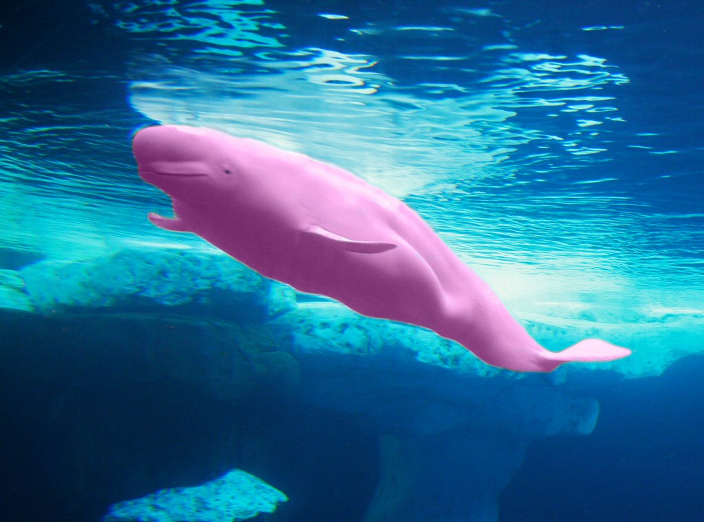 Blue Whale (Mavi Balina) oyununa rakip çıktı: Pink Whale (Pembe Balina)