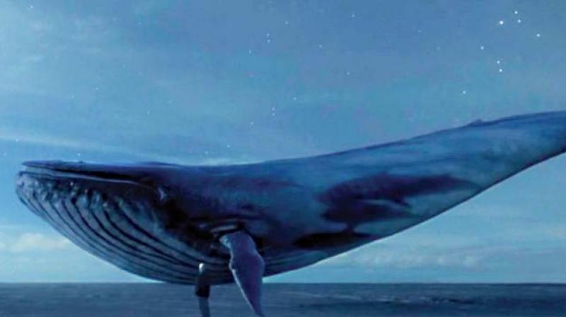 Blue Whale (Mavi Balina) yöneticileri