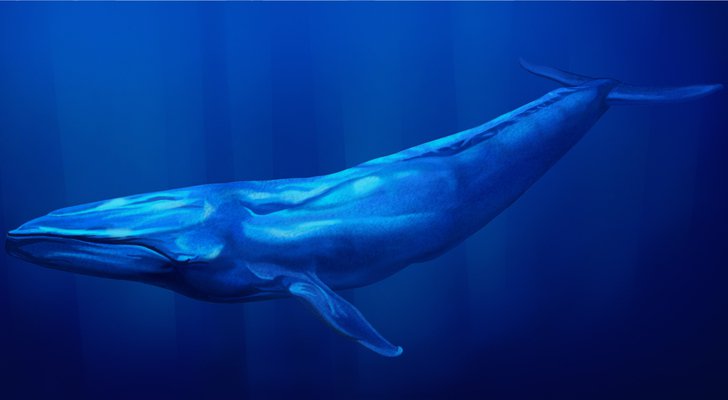 BTK, Blue Whale oyunu hakkında bir uyarı yayımladı